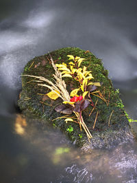 Close-up of yellow flowering plant against water