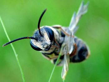 Close-up of insect on leaf