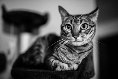 Close-up portrait of tabby cat at home