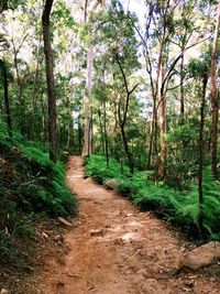 Dirt road amidst trees in forest