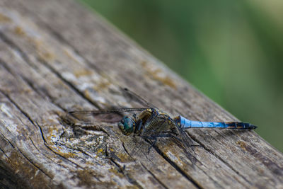 Close-up of dragonfly on wood