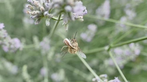 Close-up of insect on flower