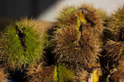 Close-up of cactus plants growing on field