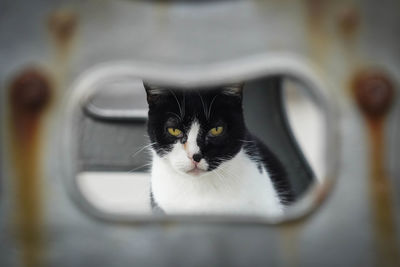 Close-up of black cat