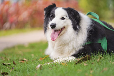 Dog looking away on field