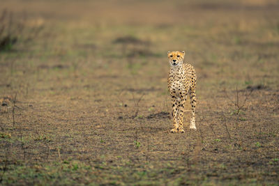 Cheetah walking on field