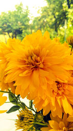 Close-up of yellow flower