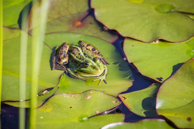 A beautiful common green water frog enjoying sunbathing in a natural habitat at the forest pond. 