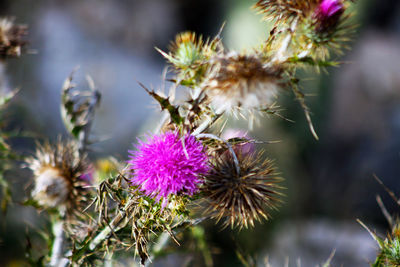 Close-up of thistle blooming outdoors