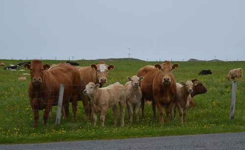 Cows standing in a field