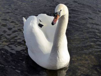 Swan floating on lake