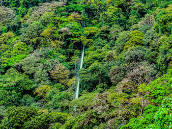 Plants and trees in forest