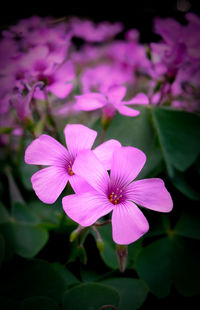 Close-up of fresh purple flowers blooming outdoors