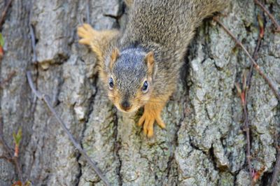 Close-up of squirrel on tree trunk