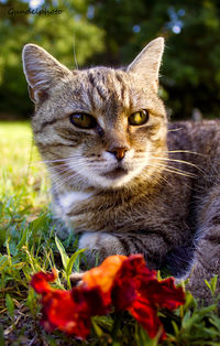 Close-up portrait of cat