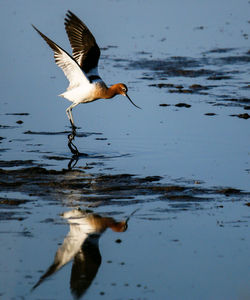 Bird flying over lake