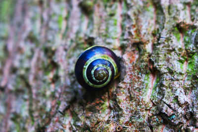 Close-up of snail on tree trunk
