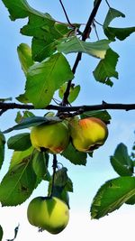 Low angle view of fruits growing on tree