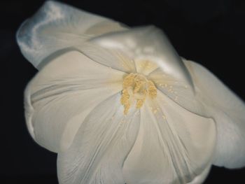 Close-up of white flower against black background