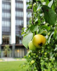 Close-up of fruits on tree