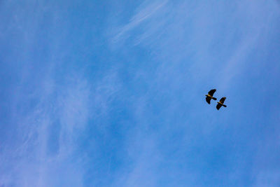 Low angle view of a bird flying