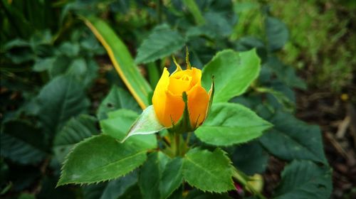 Close-up of yellow flower blooming outdoors