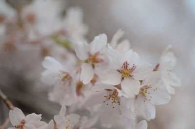 Close-up of white cherry blossom tree