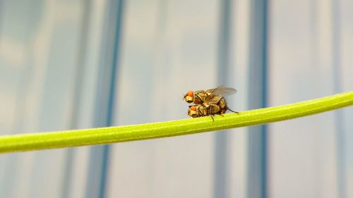 Close-up of flies mating on plant stem