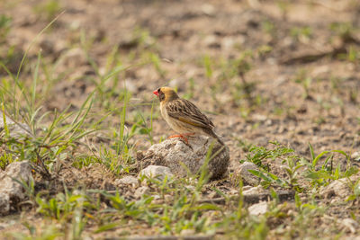 Close-up of bird perching on a field