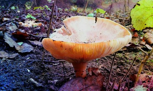 Close-up of mushrooms