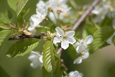 Close-up of white flowering plant