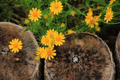 High angle view of yellow flowering plants