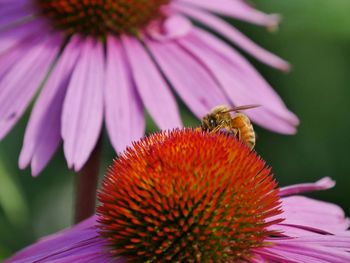 Close-up of honey bee pollinating flower