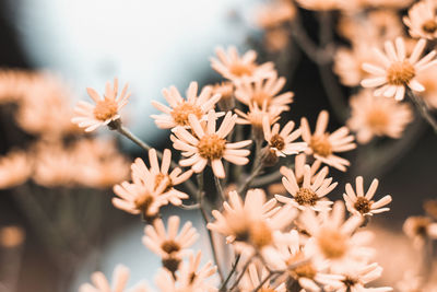 Close-up of flowering plants