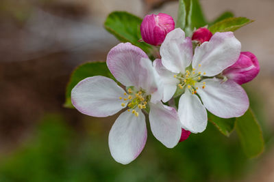 Close-up of pink flowering plant