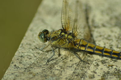 Close-up of insect