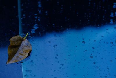 High angle view of dried leaf on glass