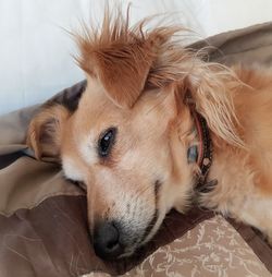 Close-up of dog lying down at home