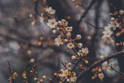 Close-up of cherry blossoms in spring