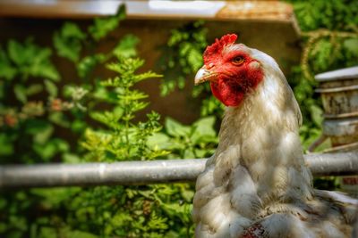 Close-up of rooster