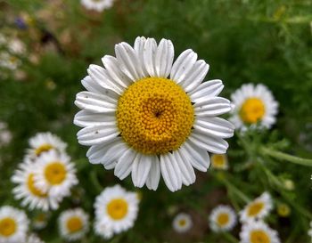 Close-up of white daisy flower