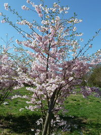 Low angle view of flower tree against sky