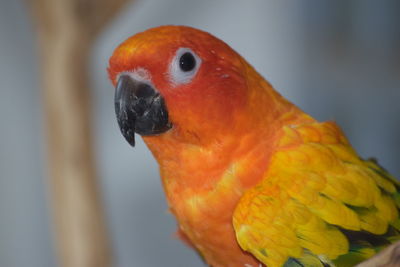 Close-up of a parrot