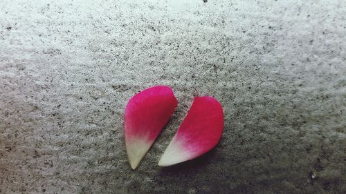 High angle view of pink rose flower on land