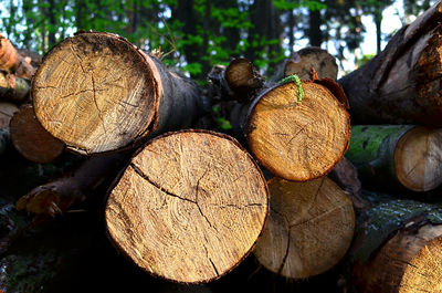 Close-up of logs in forest