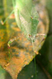 Close-up of wet plant
