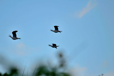 Low angle view of birds flying in sky