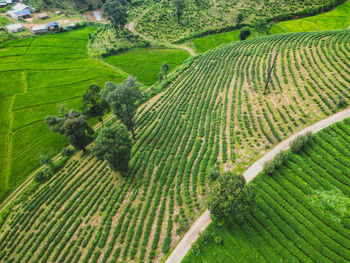 agriculture