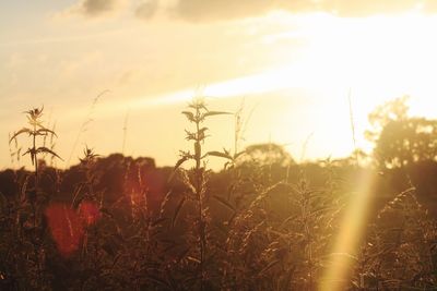 Close-up of sun shining through plants