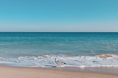 Seagull on beach against clear sky